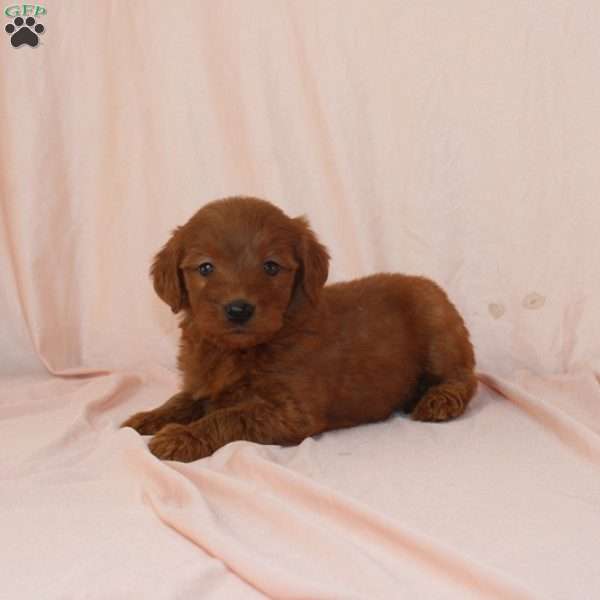 Wilma, Mini Goldendoodle Puppy